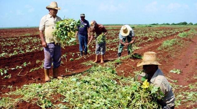 Incrementar las producciones es el objetivo del programa Más alimentos con más ciencia./Foto: Tomada de internet