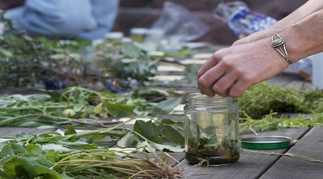 Las hierbas medicinales le reportan enormes beneficios al hombre, pues siempre están a la mano/ Foto tomada de Internet