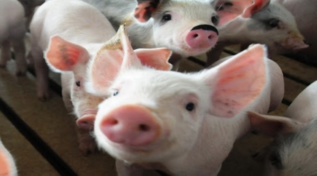 Si los nutrientes no varían en la alimentación de la masa porcina a los seis meses llegan a pesar unos 90 kilogramos.