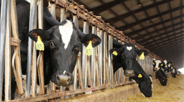 Según estudios, una vaca produce de promedio la misma emisión de gases que un automóvil convencional. /Foto: Nathan Frandino / Reuters