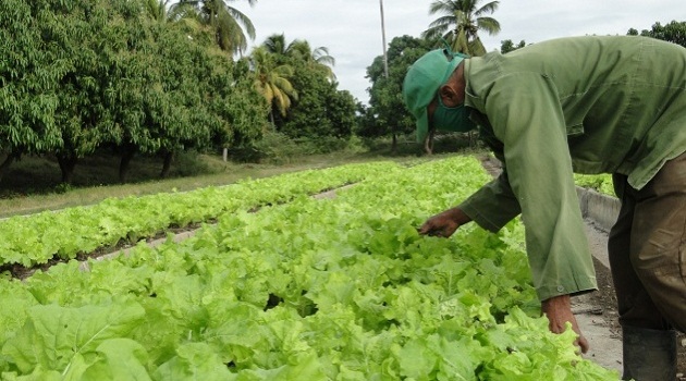 El cultivo de la lechuga predomina en el organopónico de Caunao. Foto: Efraín Cedeño