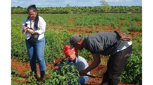 Los experimentos cienfuegueros se llevan a cabo en la Unidad Empresarial de Base Cultivos Varios Juraguá.