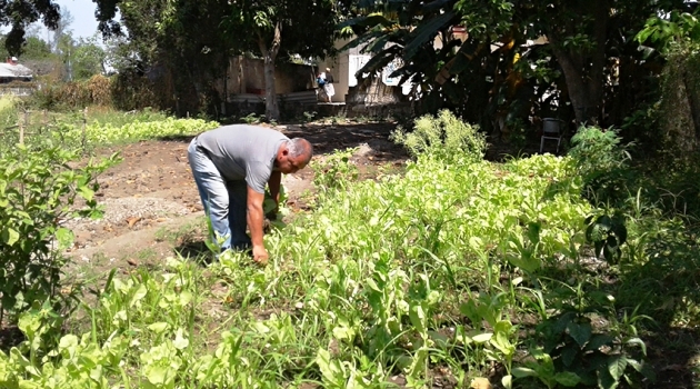 Omar González, con el patio sembrado de hortalizas, viandas y frutas./Foto: Mireya Ojeda.