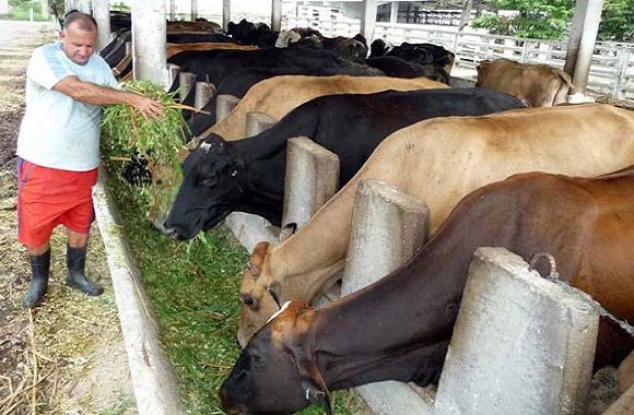 Sembrar alimentos para las vacas debe ser una prioridad. Foto: Archivo.