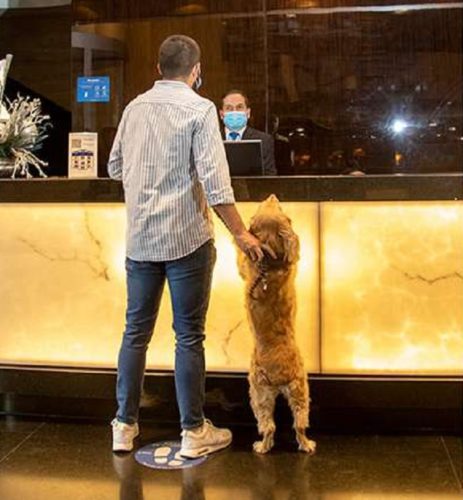 Los hoteles pet friendly son una tendencia en el mundo. Foto: Internet