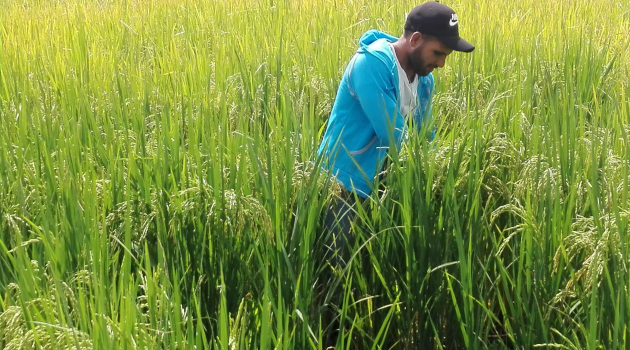 El joven Orelvis Morales Jiménez encontró en el cultivo del arroz su verdadera vocación de campesino/ Foto Armando Sáez.