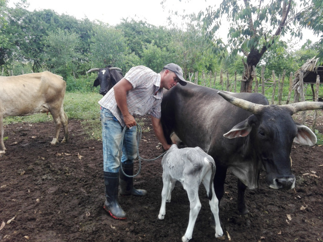 Hoy por hoy el joven Orlando Suárez Curbelo es de los ganaderos más prósperos de la zona/ Foto Armando Sáez.