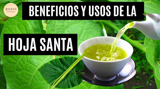 Beneficios y usos de la yerba santa.