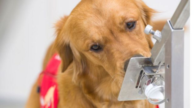 Confirman expertos que los perros rastreadores pueden detectar la presencia de SARS-CoV-2. /Foto: PL
