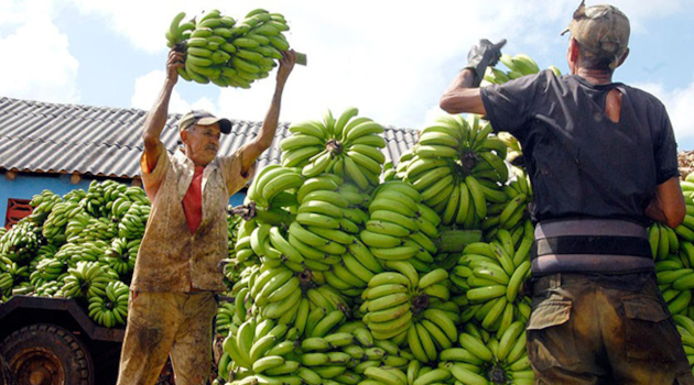 Viandas como el plátano experimentan en Cienfuegos un alza considerable de precio, con respecto al pasado año. /Foto: ACN