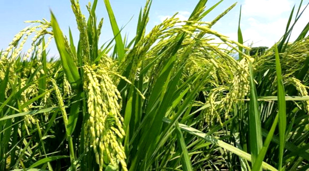 En el municipio de Aguada de Pasajeros se aplican hoy tres variedades del arroz vietnamita. /Foto: del autor.