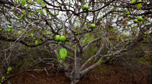 'Hippomane mancinella', 'manzanillo de la muerte' o 'árbol de la muerte'.