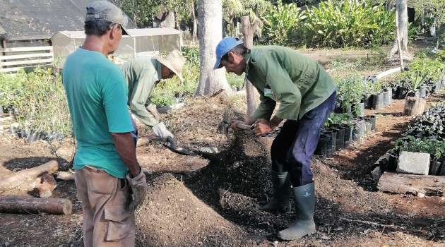 La construcción de viveros forma parte del Proyecto para potenciar la colección de plantas vivas del Jardín Botánico de Cienfuegos (JBC)./ Foto: Cortesía JBC.