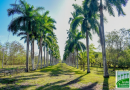 Jardín Botánico de Cienfuegos incrementa colección de especies endémicas cubanas