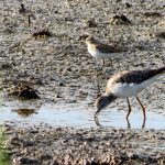02 La mayoría de las especies se alimentan en estanques o diques de arroz anegados.