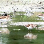 03 La mayoría de las especies se alimentan en estanques o diques de arroz anegados.