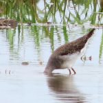 04 La mayoría de las especies se alimentan en estanques o diques de arroz anegados.