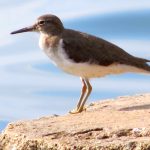 06 Es común en esta temporada hallar al Zarapico moteado (Actitis macularius) en las márgenes de la bahía de Cienfuegos.