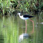 07 El Himantopus mexicanus destaca por sus gráciles movimientos dentro del agua.