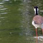 08 El Himantopus mexicanus destaca por sus gráciles movimientos dentro del agua.