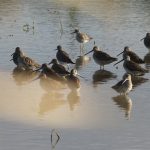 09 Estas aves tienden a congregarse en grandes grupos, tanto en orillas y estanques para descansar.