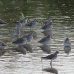 10 Estas aves tienden a congregarse en grandes grupos, tanto en orillas y estanques para descansar.