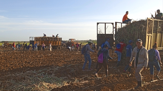 Colectivos laborales cienfuegueros trabajan voluntario en la siembra de caña en saludo al Día de los Trabajadores. /Foto : Del autor