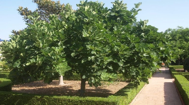 Higuera, primer árbol del Edén