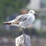 11 – biodiversidad – gallegito – 5 digital