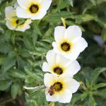 12 – biodiversidad – flores con abeja – 5 digital