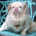 13 – biodiversidad – pequinés – 5 digital