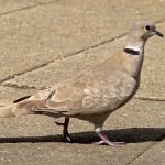 14 – biodiversidad – tórtola – 5 digital