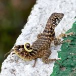 17 – biodiversidad – perrito de costa – 5 digital