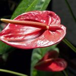 2 – biodiversidad – anturio – 5 digital