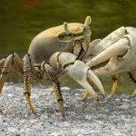 3 – biodiversidad – cangrejo – 5 digital