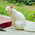 4 – biodiversidad – blanco – 5 digital