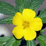 5 – biodiversidad – marilope – 5 digital