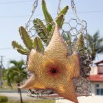 6 – biodiversidad – estrella de las moscas – 5 digital