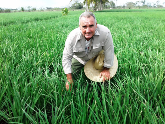 Una de las proyecciones es que se puedan autoabastecer nuestros campesinos y  dejar de adquirir la cuota de la Canasta Familiar , ya sean arroz, frijoles y demás productos. / Foto: De la autora