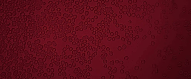 “¿Qué hay en las estrellas, en la sangre?”