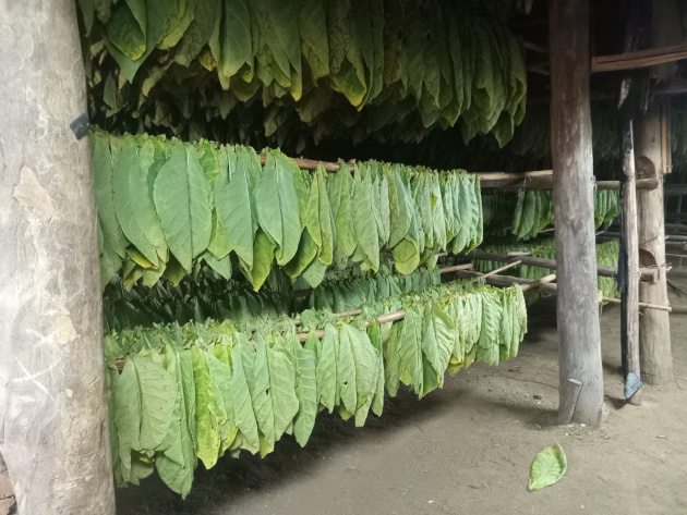 Los cujes de tabaco son colocados según la fecha de corte. / Foto: Del autor