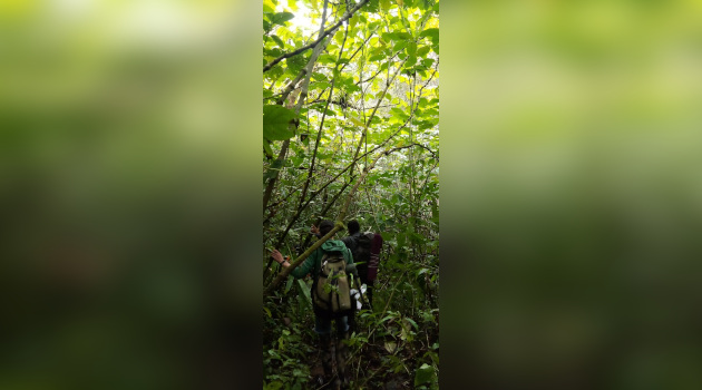 Un tupido bosque de caisimón destaca en la vegetación circundante.