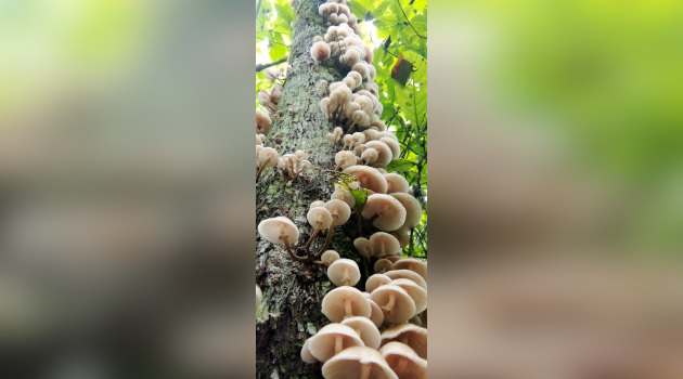 La humedad propicia la proliferación de extraordinarias colonias de hongos.j