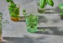 Varias plantas para la salud respiratoria.