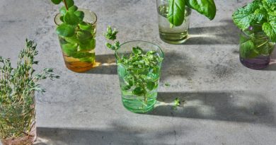Varias plantas para la salud respiratoria.