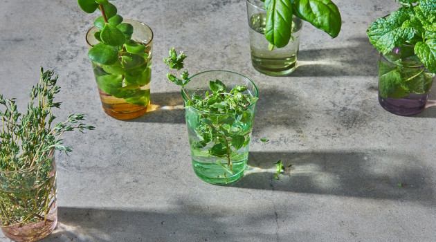 Varias plantas para la salud respiratoria.