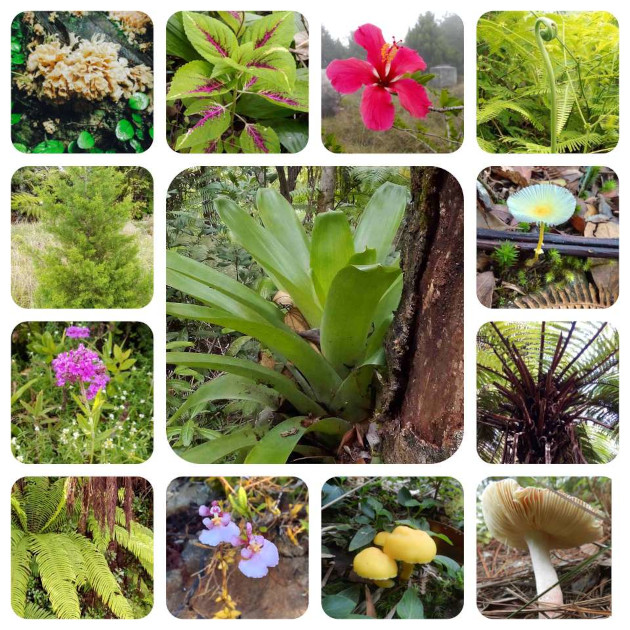 La flora de la zona es especialmente rica en diversidad de formas y tamaños.