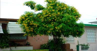 El sauco lo tiene casi todo El sauco lo tiene casi todo