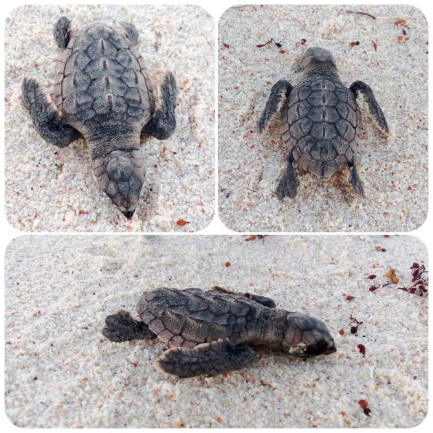 Neonato de Caretta caretta hallado muerto en la playa de El Holandés por causas desconocidas. / Foto: Delvis Toledo / 5 de Septiembre