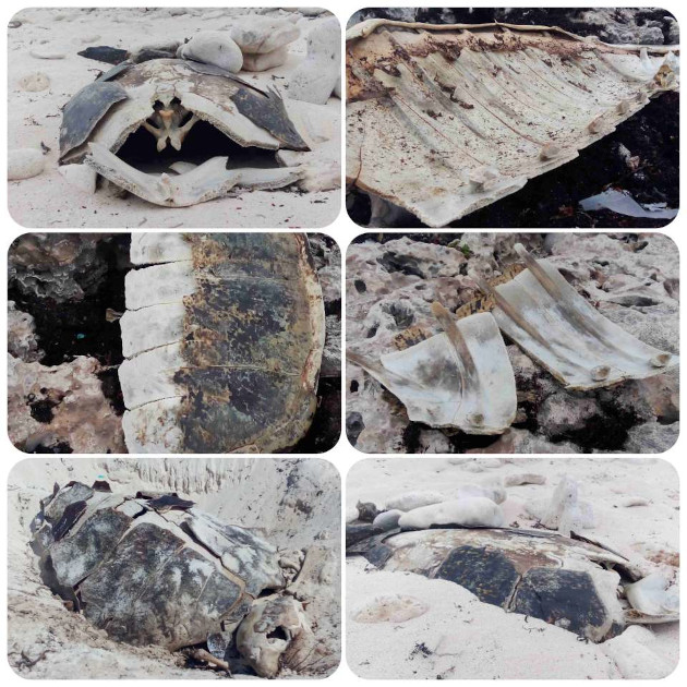 Carapachos y petos, cabezas y huesos dispersos son hallados con frecuencia también debido a la depredación del hombre. / Foto: Delvis Toledo / 5 de Septiembre